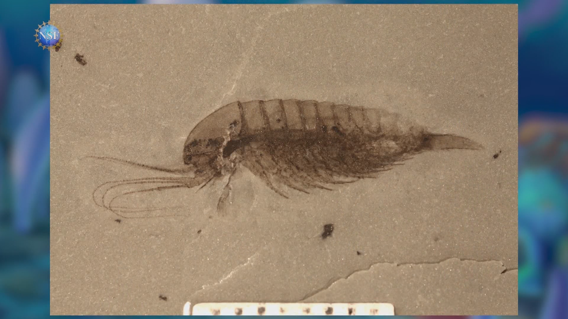 Thumbnail image for NSF Science 360 #31