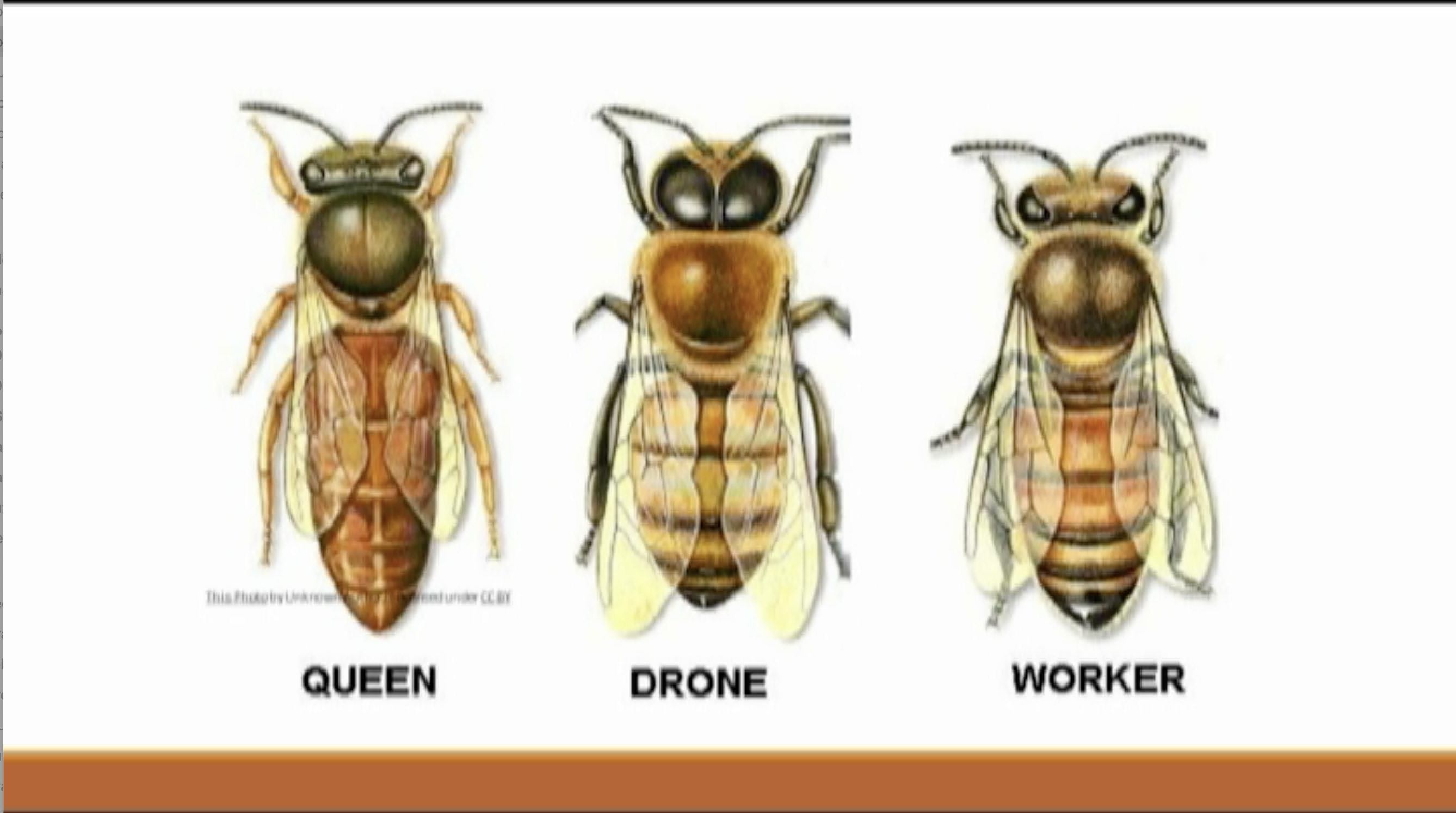 Thumbnail image for Bees at the BeBe Library