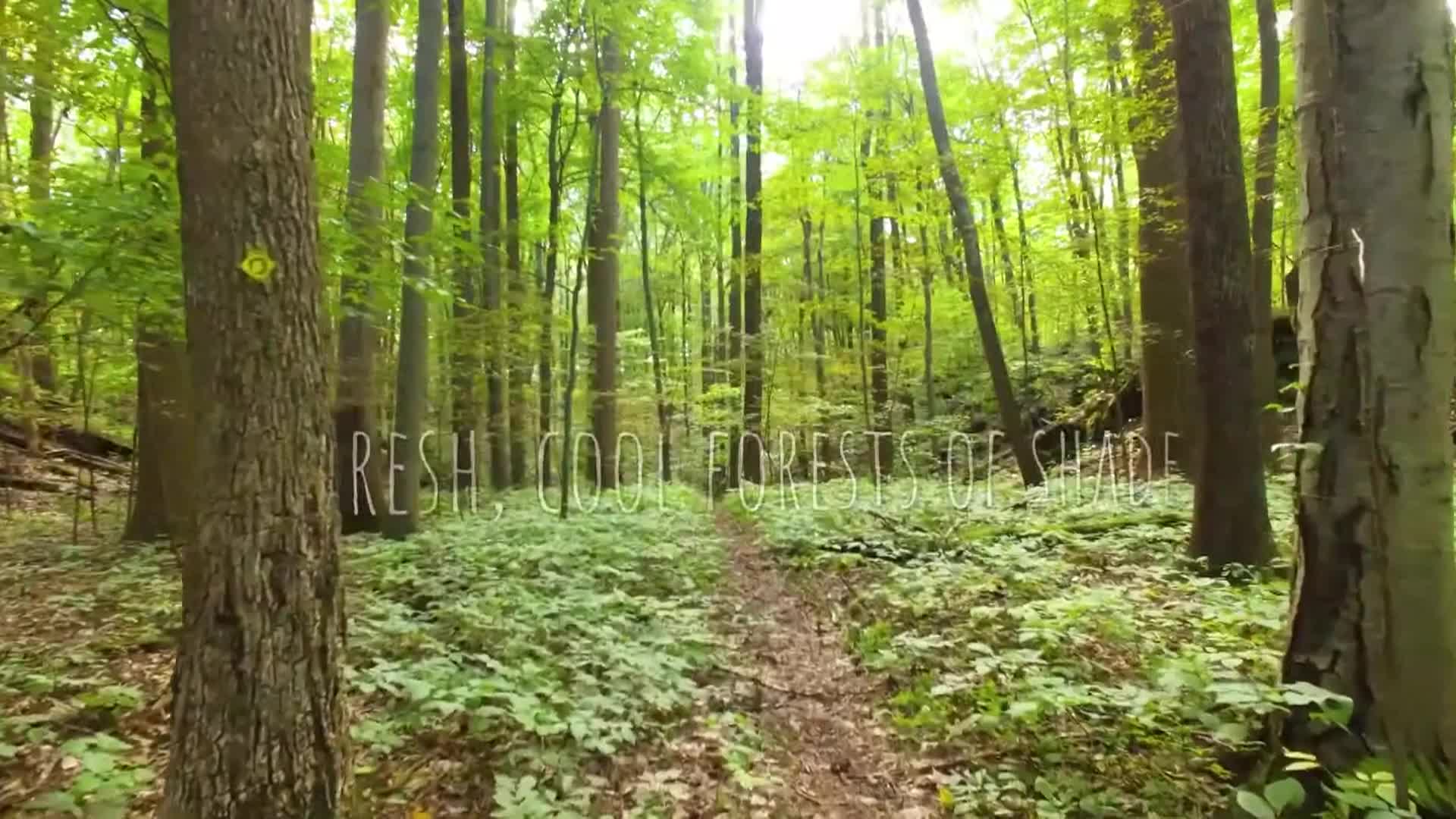 Thumbnail image for The Nature Conservancy: Love Letter To The Appalachians