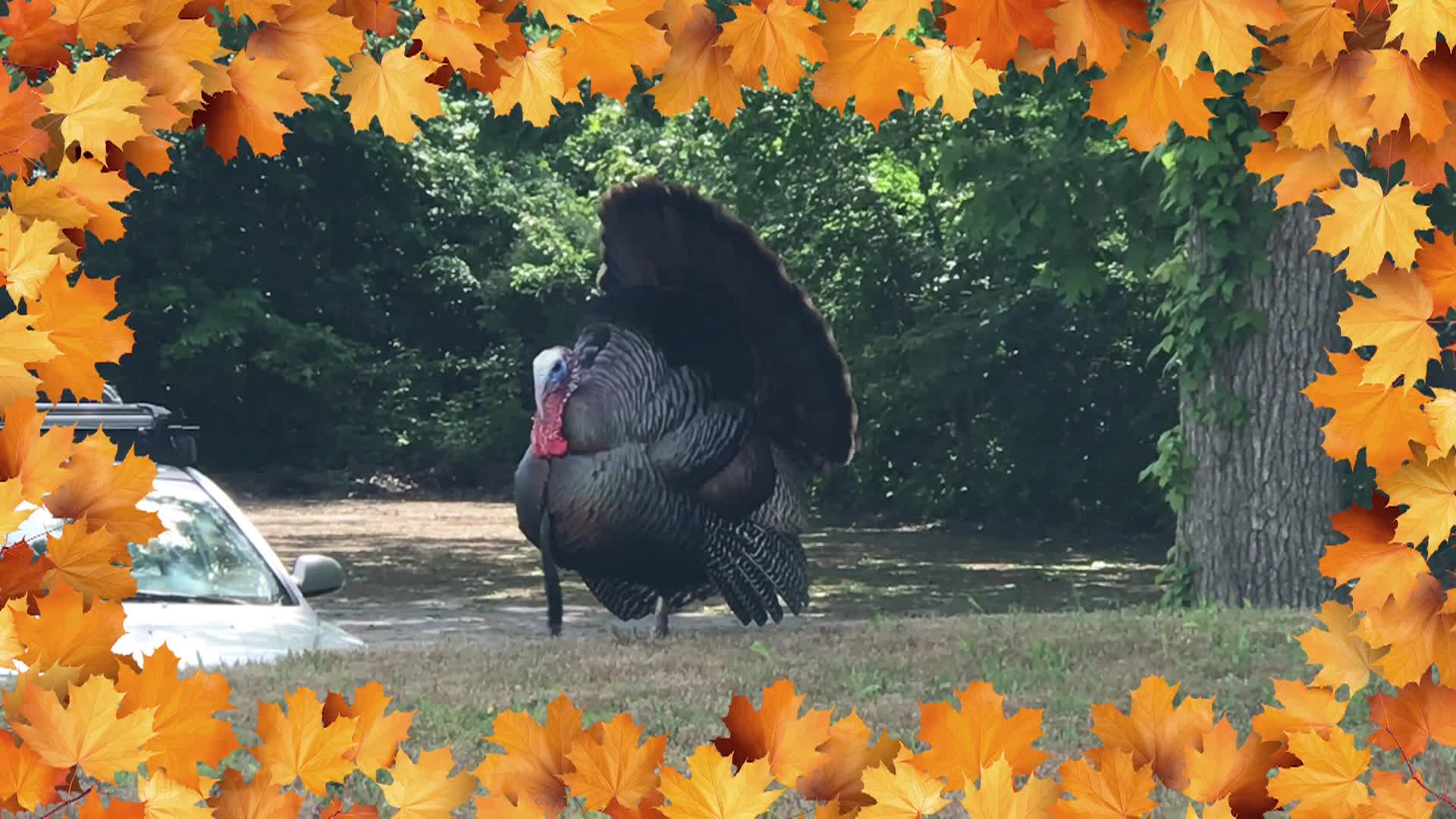 Thumbnail image for Thanksgiving Promo