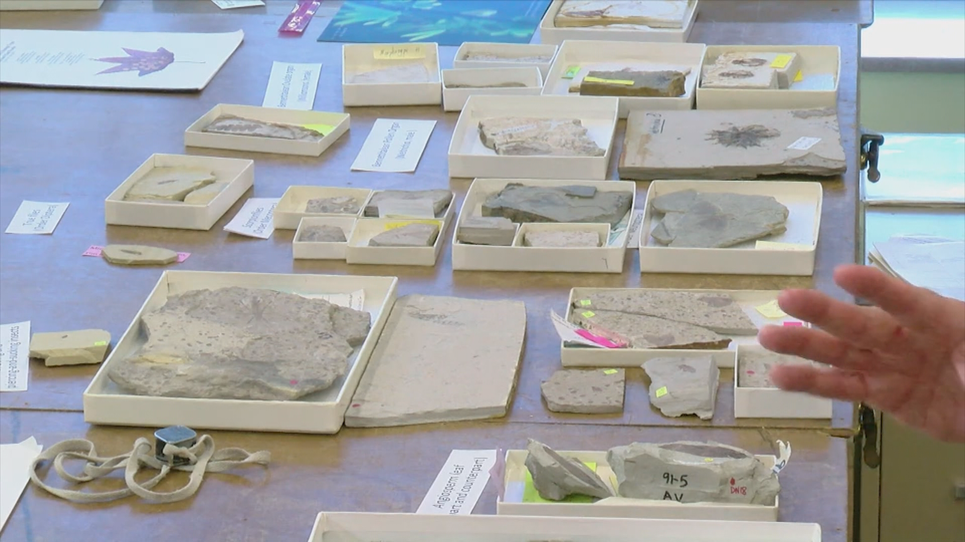 Science How?  Fossil Forensics