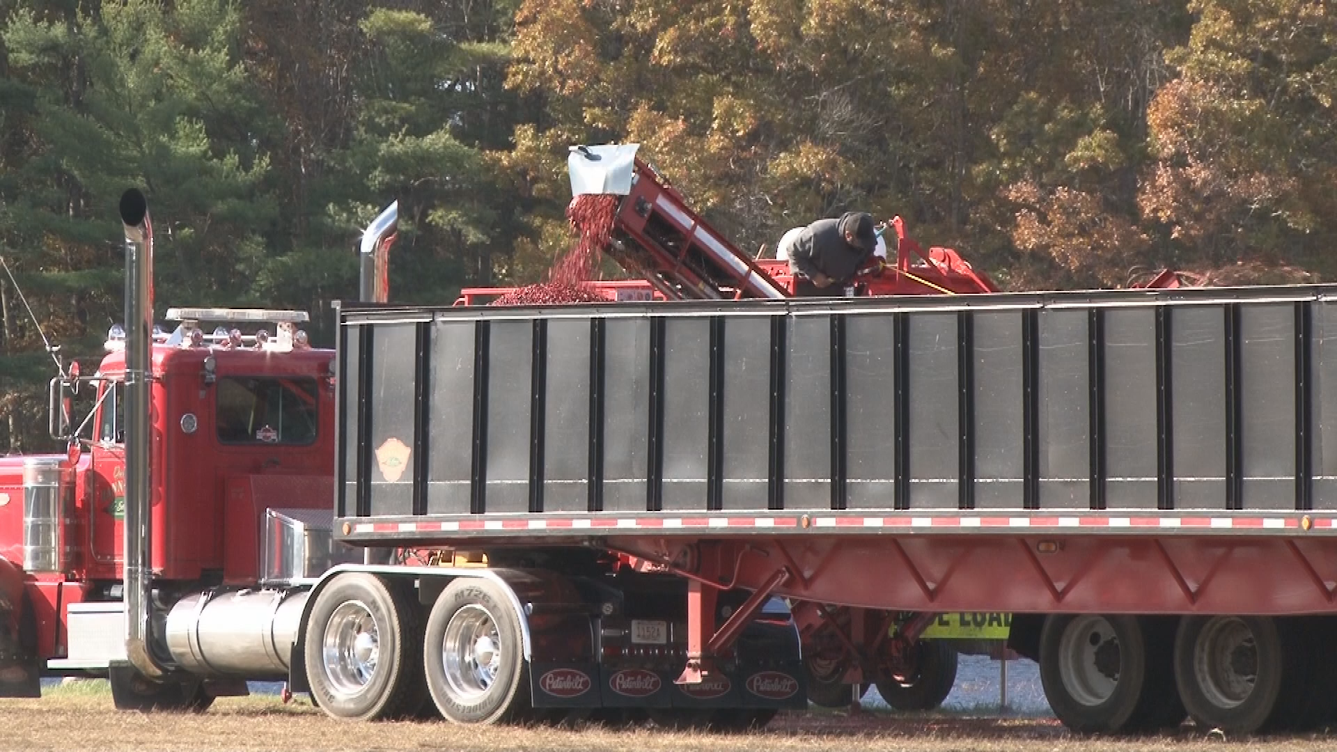 Thumbnail image for A Cranberry Harvest