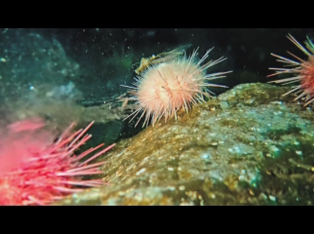 Cape Conversations: Mass Audubon Long Meadow