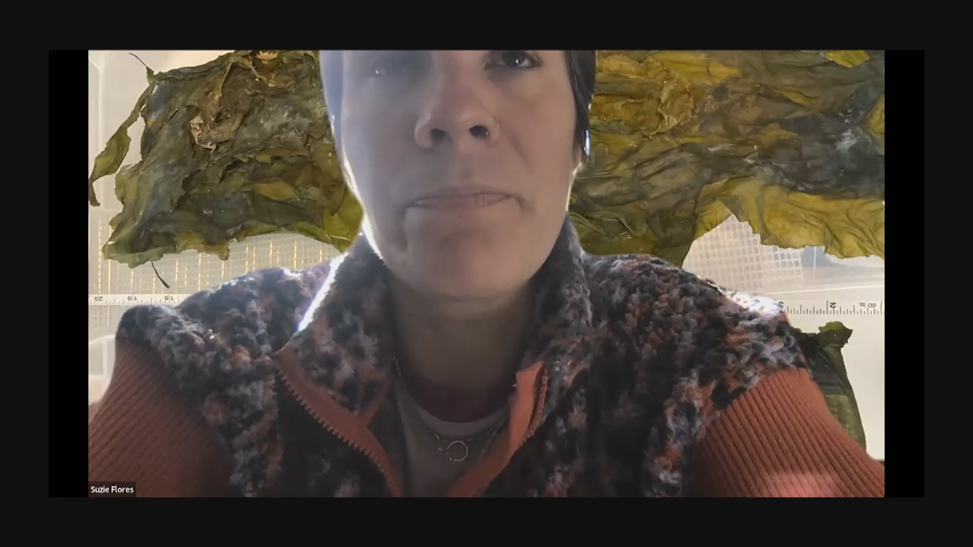 Thumbnail image for UMB Lecture: Stonington Kelp