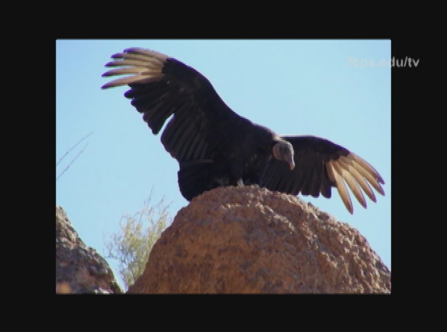 Science How? Bird Detective