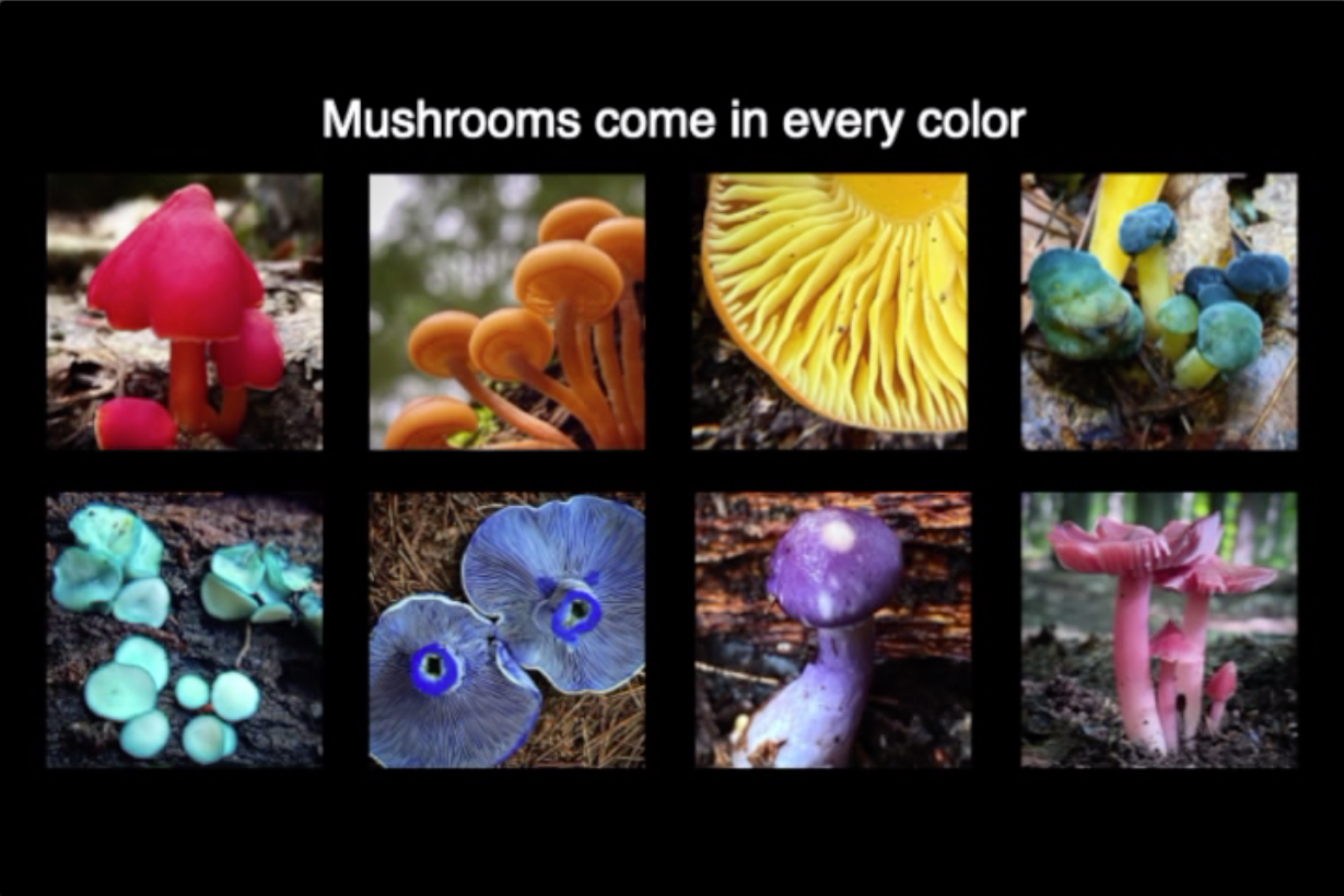 Thumbnail image for Bookstock: For People Who Like Mushrooms