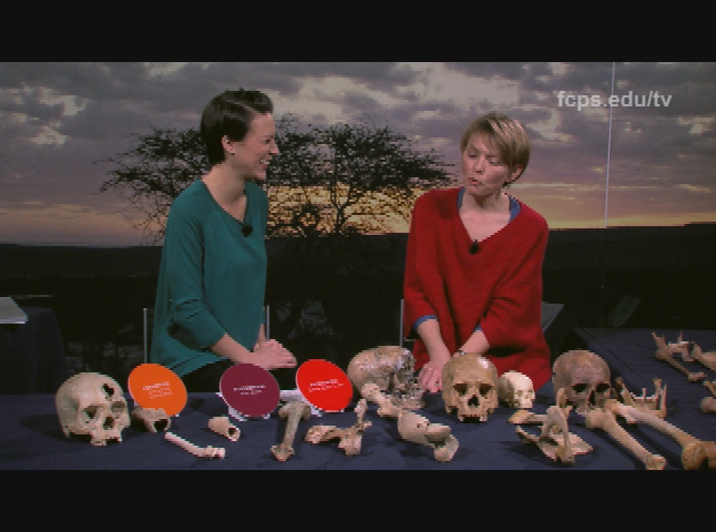 Science How? How Bones Fossilize